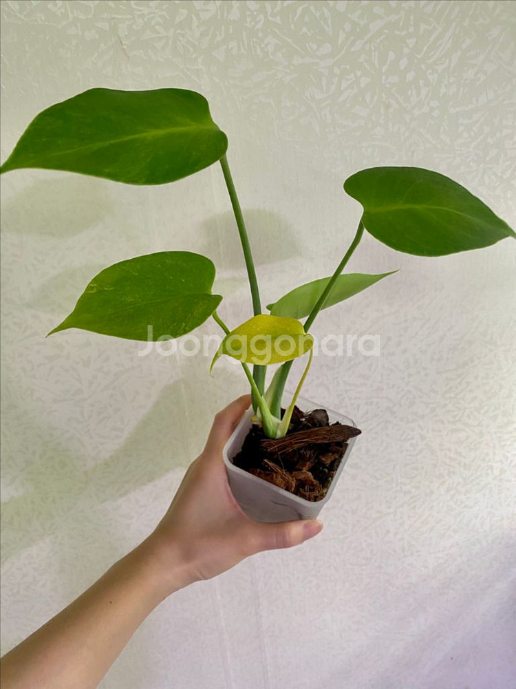 몬스테라 민트 sp (델리시오사)--0