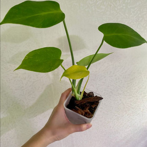 몬스테라 민트 sp (델리시오사)