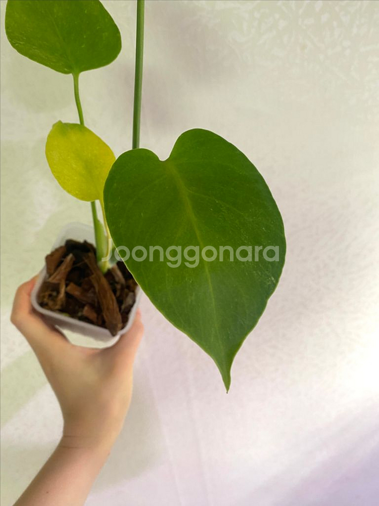 몬스테라 민트 sp (델리시오사)--4