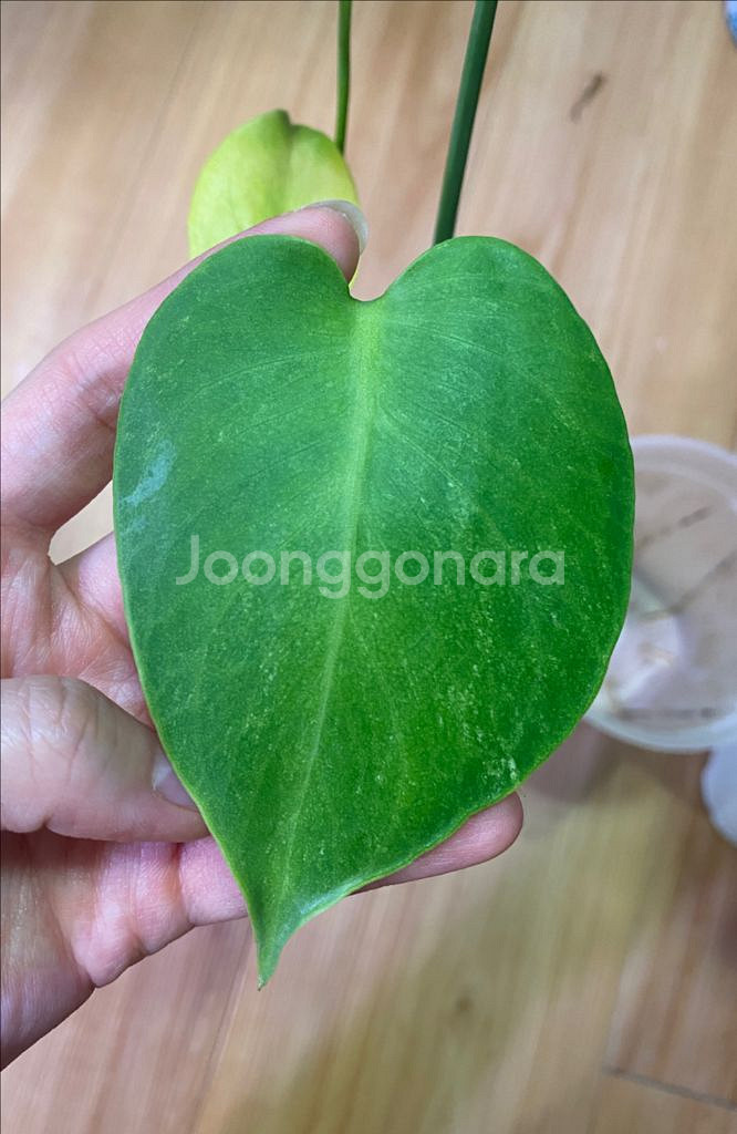 몬스테라 민트 sp (델리시오사)--1