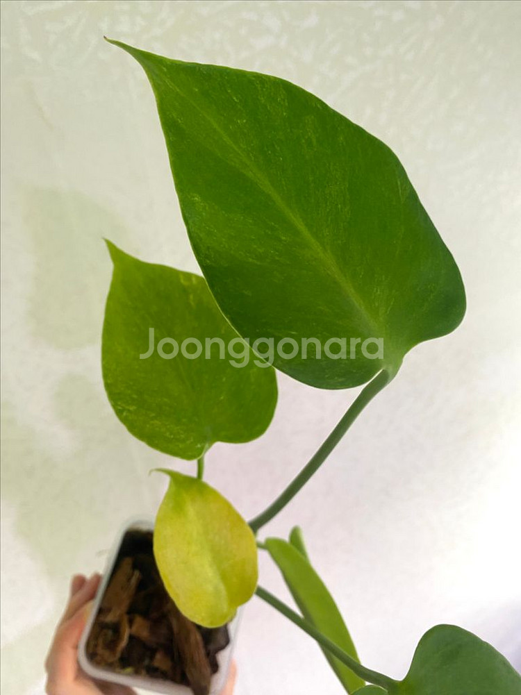 몬스테라 민트 sp (델리시오사)--5