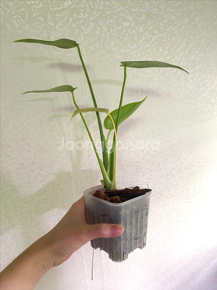 몬스테라 민트 sp (델리시오사)--8