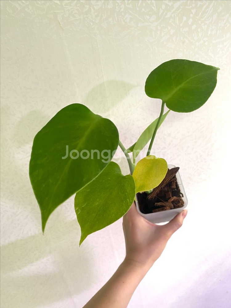 몬스테라 민트 sp (델리시오사)--6