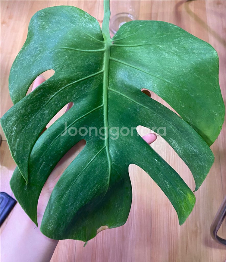 몬스테라 민트 sp (델리시오사)--9