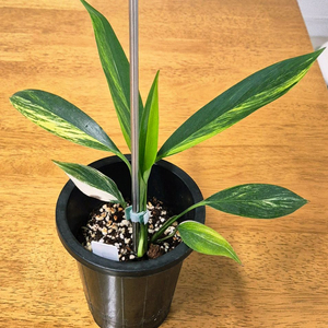 (가격내림)에피프레넘 엠플리시멈 바리에가타