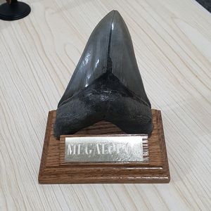 진품 메가로돈 14cm 이빨화석
