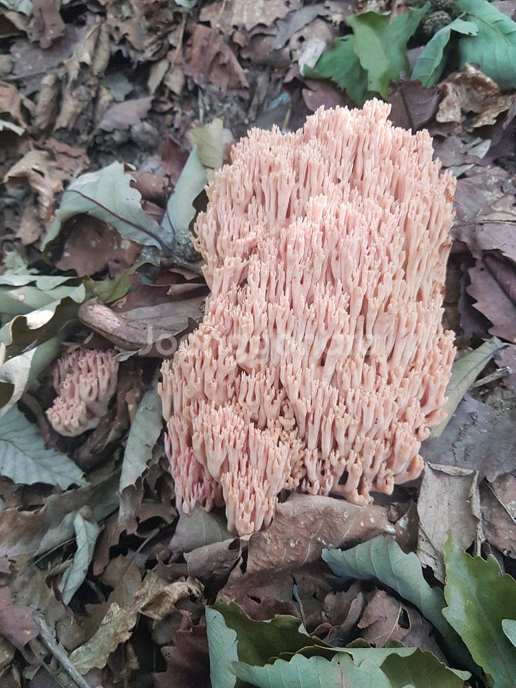 무주 싸리버섯 1kg--0