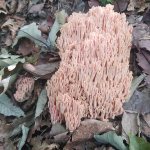 무주 싸리버섯 1kg