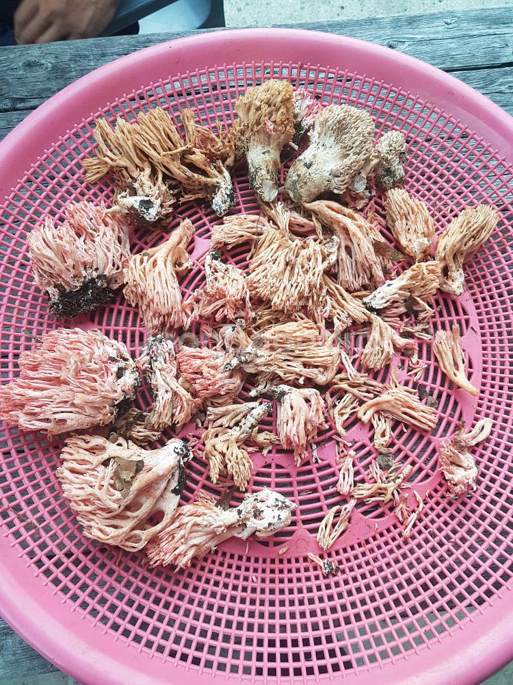 무주 싸리버섯 1kg--1
