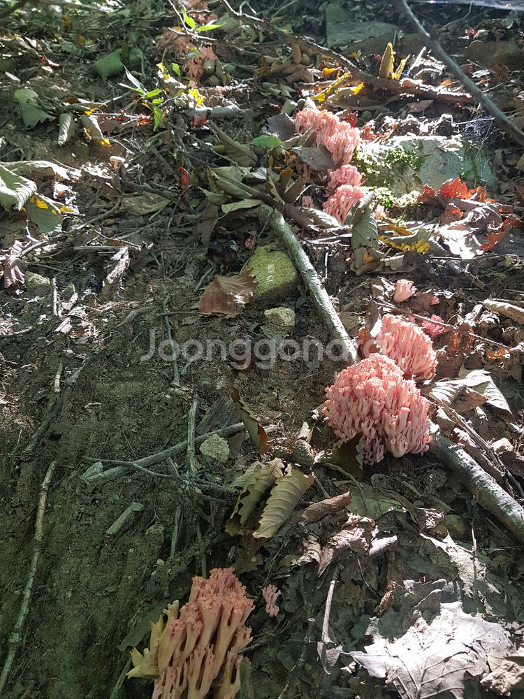 무주 싸리버섯 1kg--4
