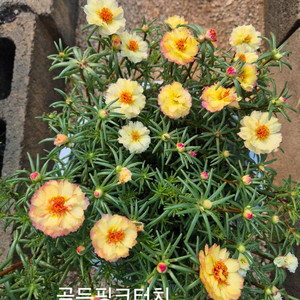 골든핑크터치.핑크히비스커스 2종세트