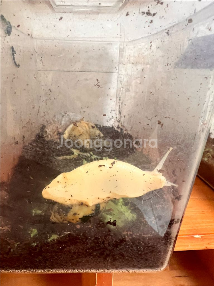 백와 달팽이 무료분양--1