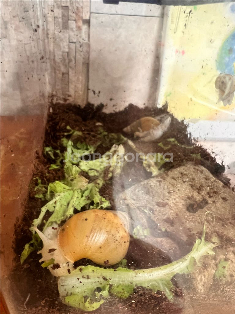 백와 달팽이 무료분양--0