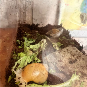 백와 달팽이 무료분양