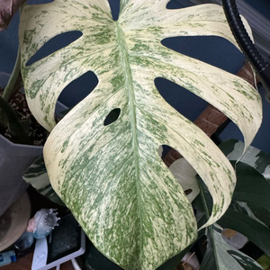 몬스테라 델리시오사 풀민트