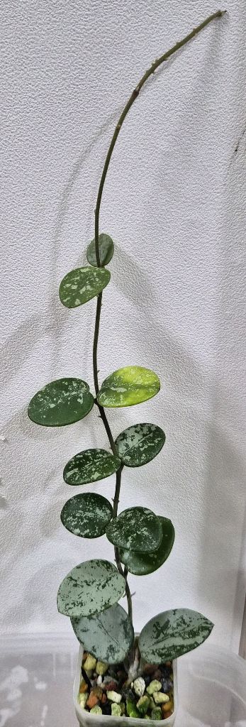 호야 마틸드 스플래쉬 택포--0
