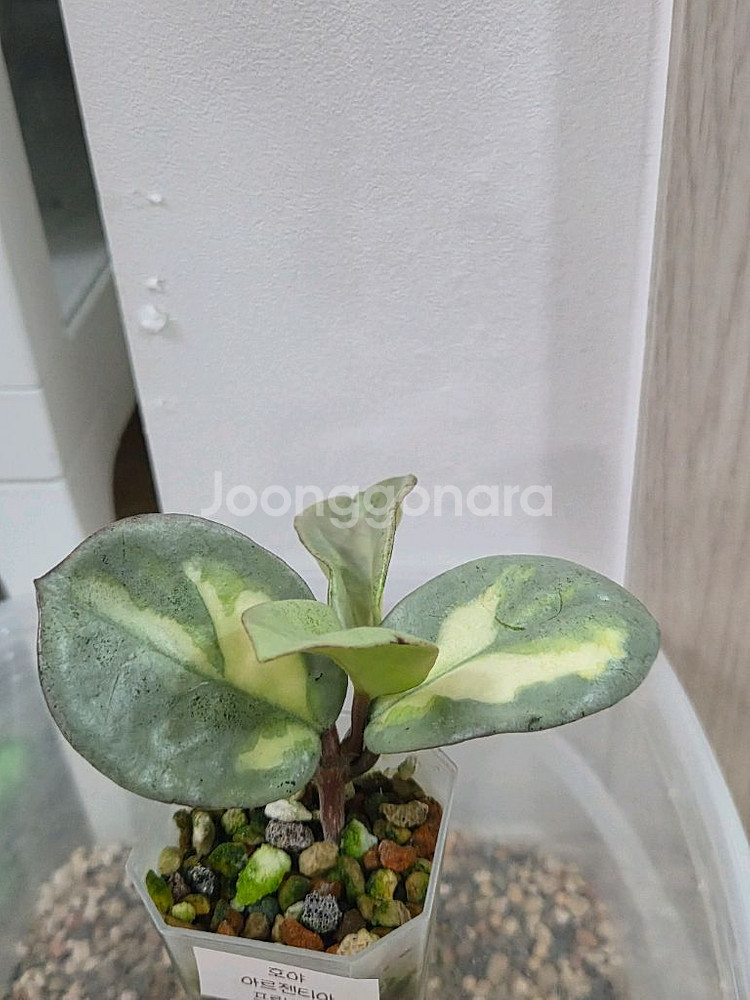 호야 아르젠티아 프린세스 택포--0
