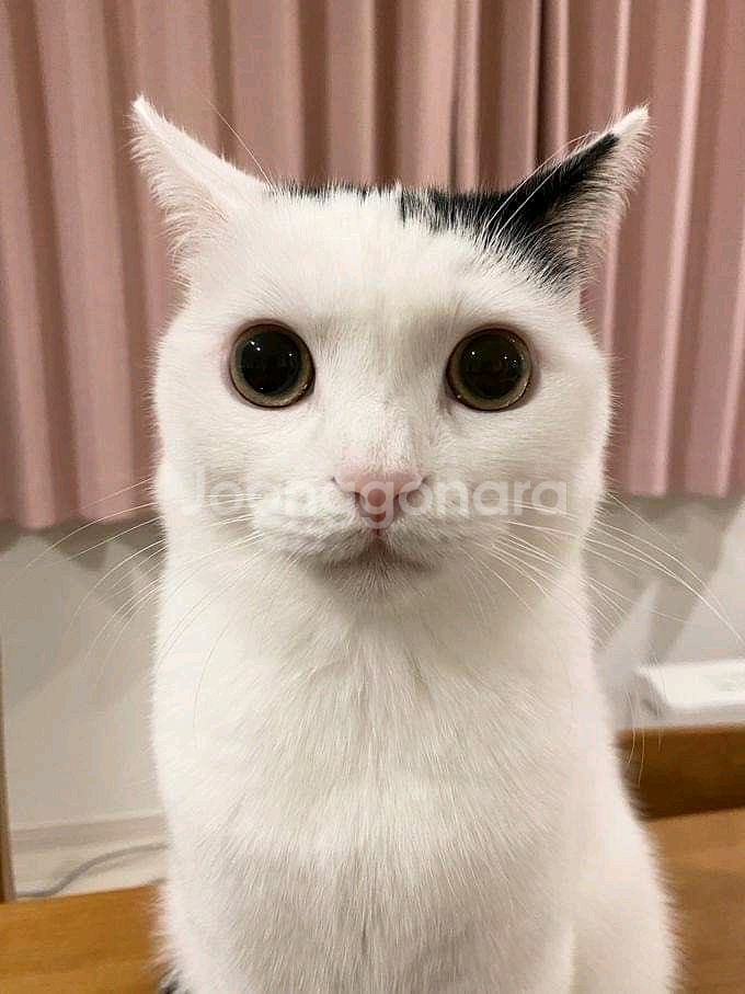 판완--0