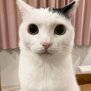 판완