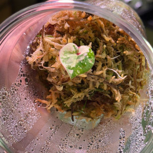 칼라디움 억만장자(빌리어네어) 바리3