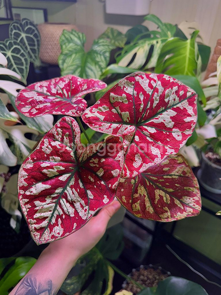 칼라디움 레드탱고(크리스마스)--3