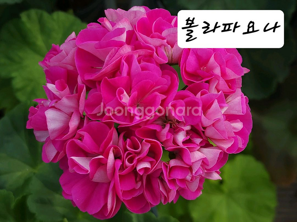 제라늄3종셋트--1