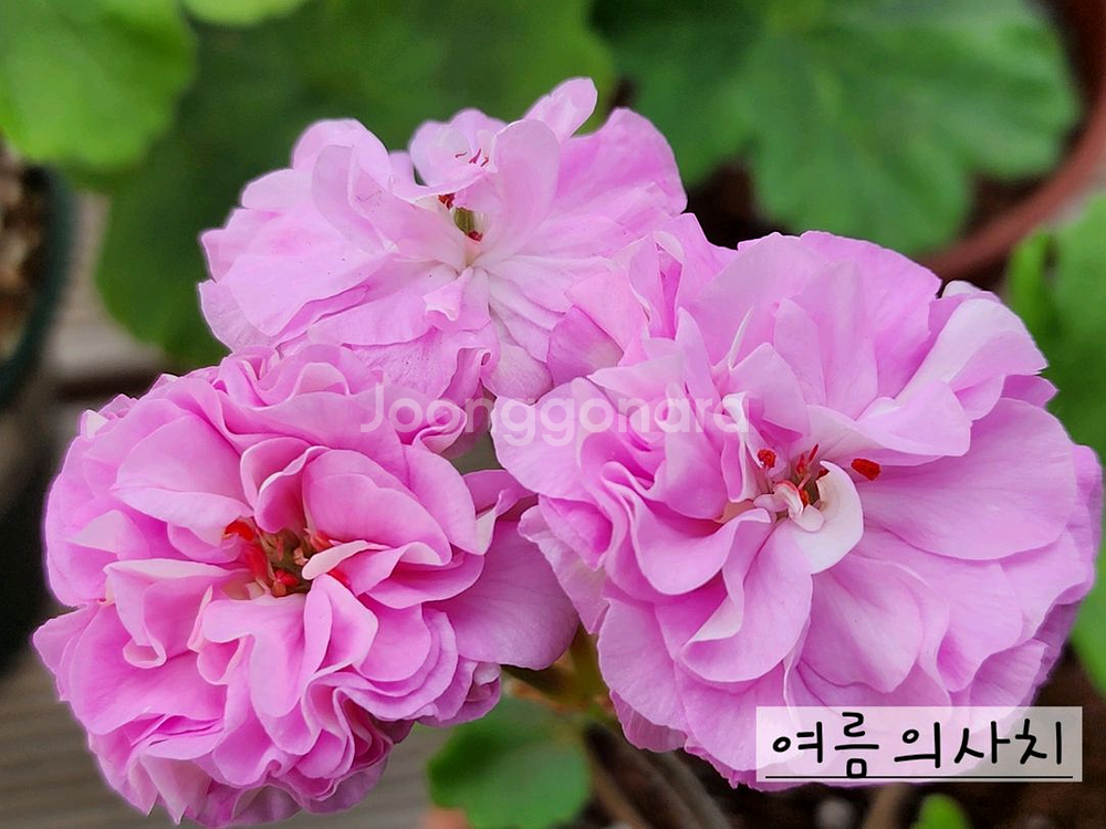 러시아제라늄 2종셋트--0