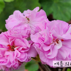 러시아제라늄 2종셋트