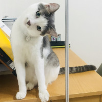 신세계상품권 판매