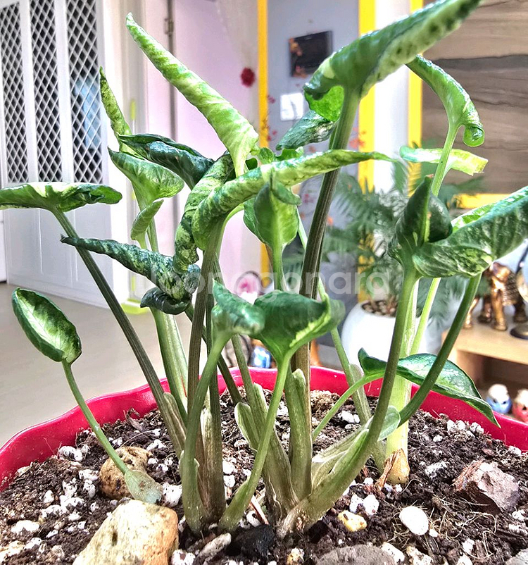 고질라 싱고니움 (희귀식물)--2