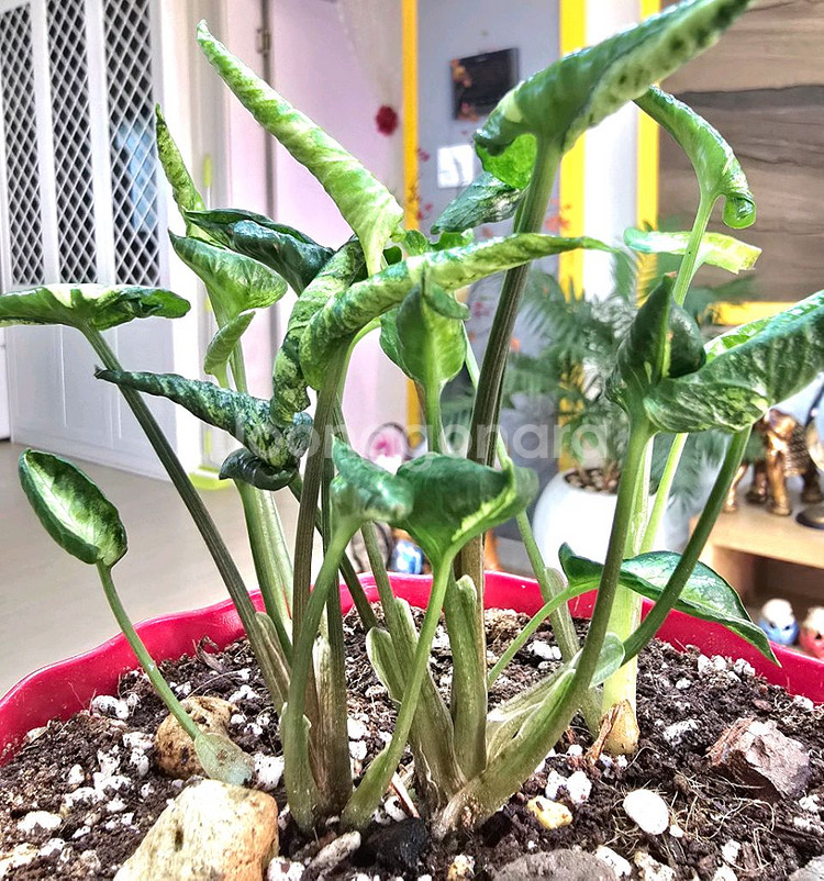 고질라 싱고니움 (희귀식물)--2