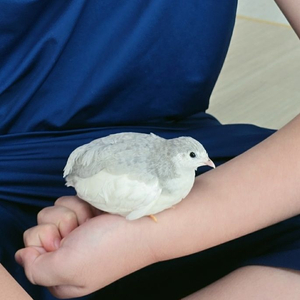 미니메추리 병아리