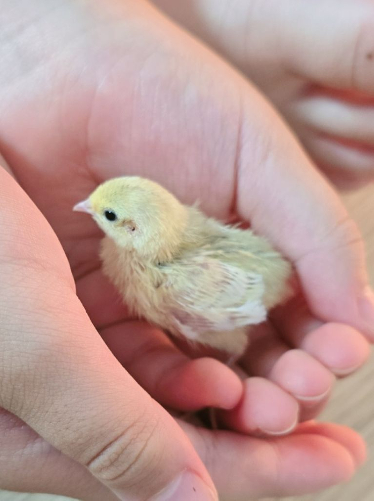 미니메추리 병아리 이미지