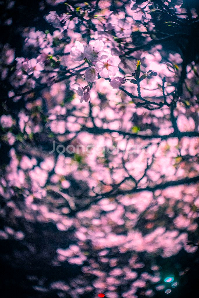인더스타 61 i-61 50mm f2.8 m39마운트--6