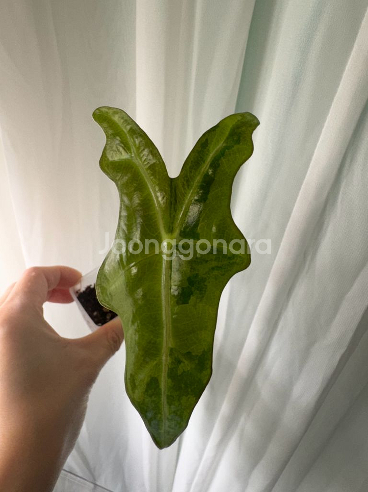 알로카시아 노빌리스 옐로우 바리에가타--0