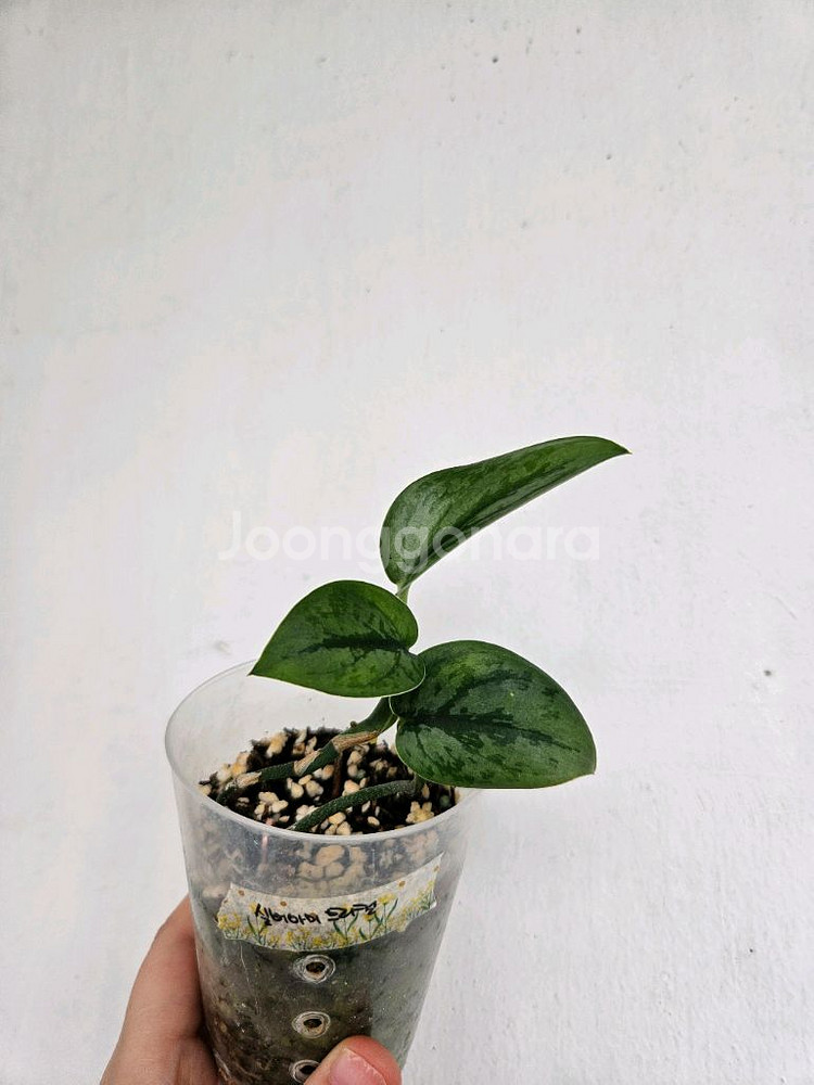 스킨답서스 아르지리우스 실버아미 트리컬러 택포--0