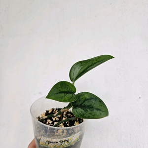 스킨답서스 아르지리우스 실버아미 트리컬러 택포