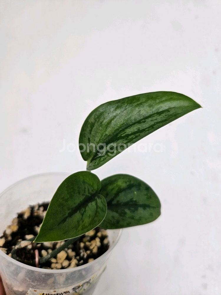 스킨답서스 아르지리우스 실버아미 트리컬러 택포--1