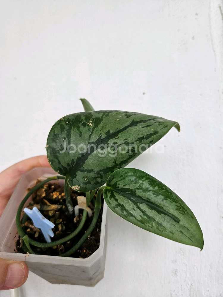 스킨답서스 아르지리우스 실버아미 트리컬러 택포--0