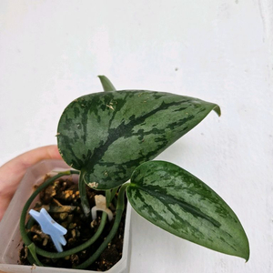 스킨답서스 아르지리우스 실버아미 트리컬러 택포