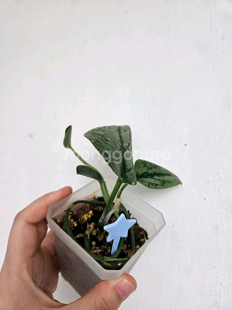 스킨답서스 아르지리우스 실버아미 트리컬러 택포--1