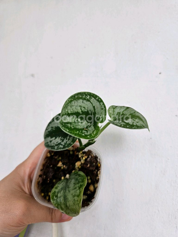 스킨답서스 언노운 디나--1