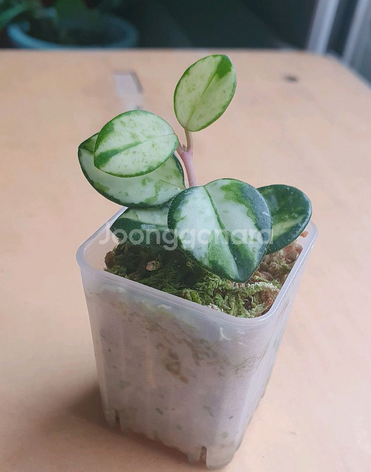 호야 마틸드 바리에가타--0