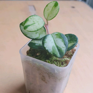 호야 마틸드 바리에가타