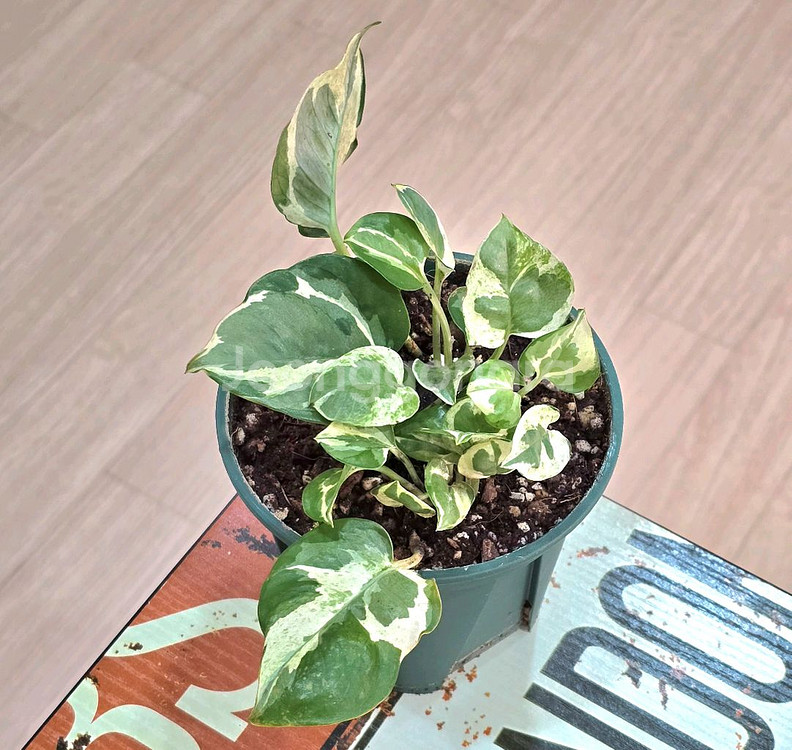 엔조이스킨답서스--0