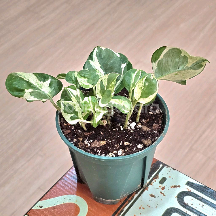 엔조이스킨답서스--2