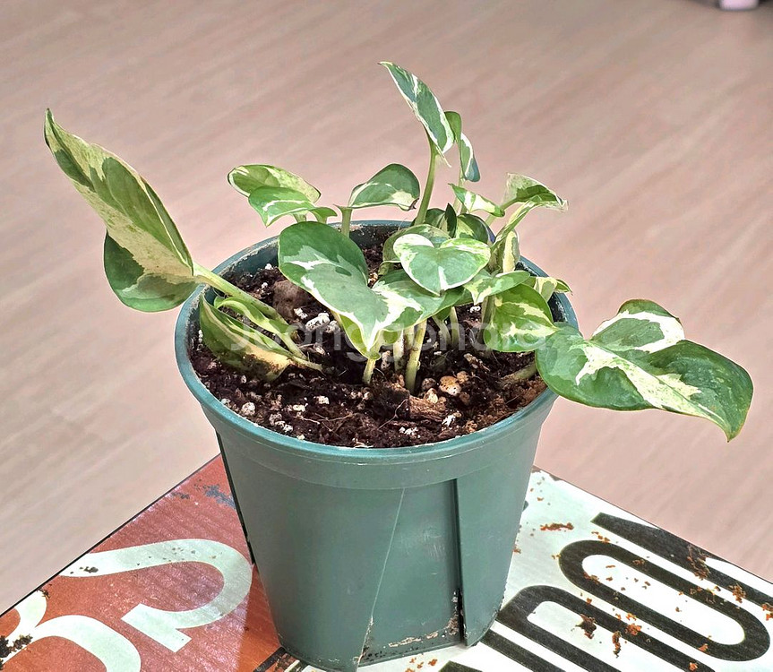 엔조이스킨답서스--1