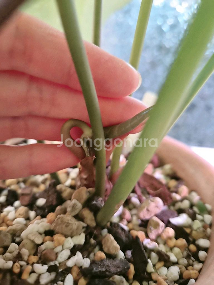 안스리움 매그니하브(파필 또는 와로쿠)--4