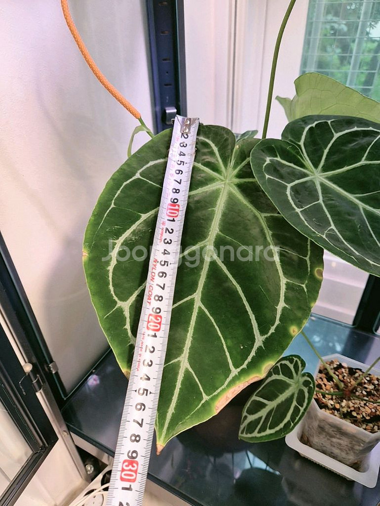 안스리움 매그니하브(파필 또는 와로쿠)--8