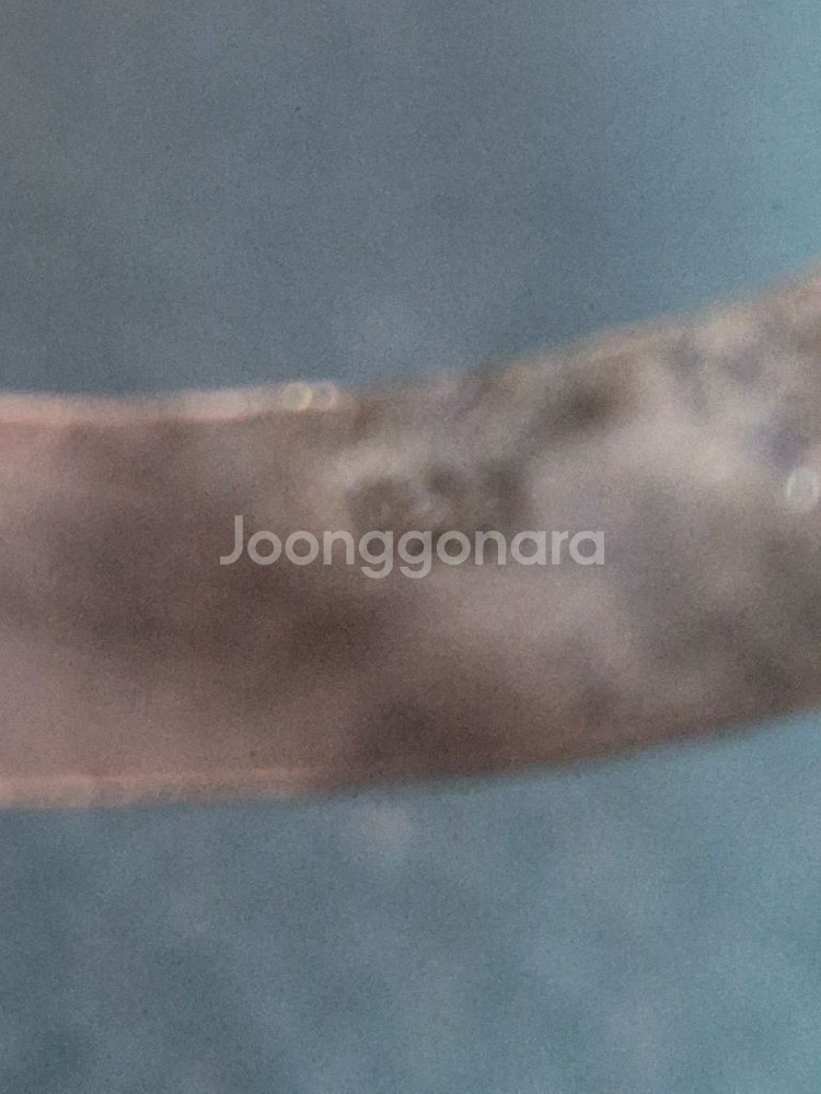 해골반지(92.5수결)--2